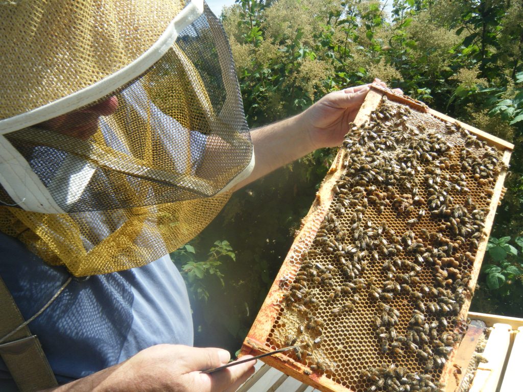 UBC study aims to save the world’s dying&nbsp;bees